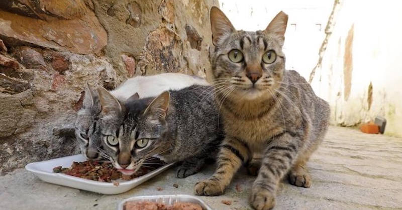 El PSOE exige el cumplimiento íntegro de la Ley de Protección Animal y el reconocimiento oficial de las colonias felinas