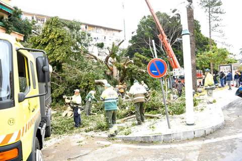Caída del ficus. Foto: A.S.