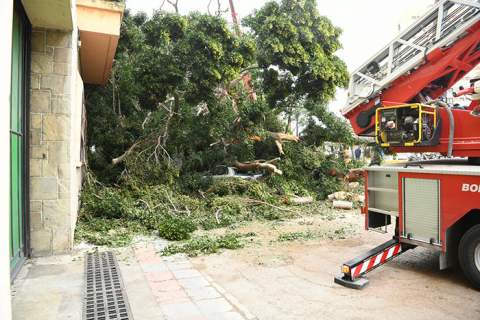 Caída del ficus. Foto: A.S.