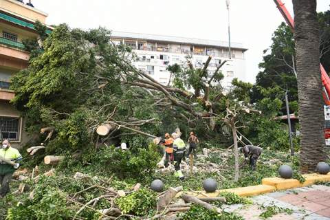 Caída del ficus. Foto: A.S.