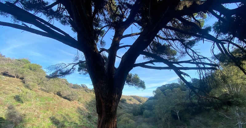 Medio Ambiente acometerá medidas para proteger al pino de gran porte del Arroyo de Calamocarro