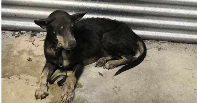 Sanidad confirma un caso positivo de rabia en un perro y declara el foco de la enfermedad en Ceuta