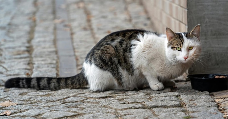 Adoptar mascotas: Así lo explica la Consejería de Sanidad y Servicios Sociales