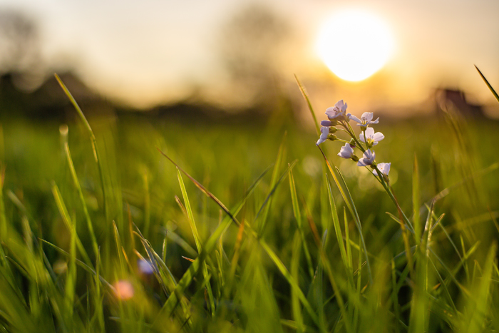 Foto de campo de flores creado por wirestock - www.freepik.es