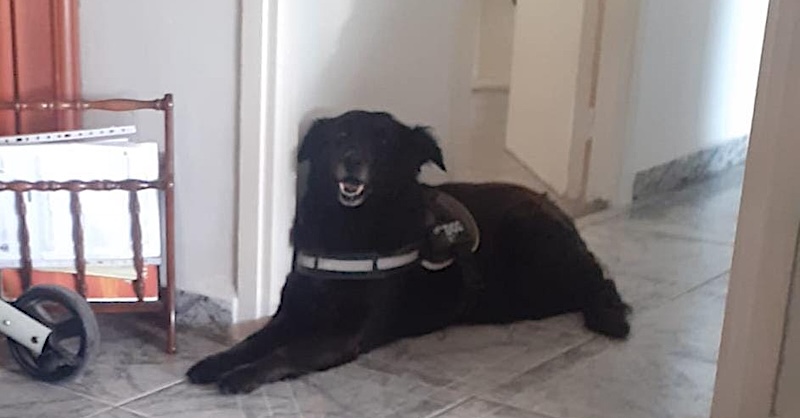 Solicitan ayuda para encontrar a Gordi, desaparecida en la Playa de los Corrales