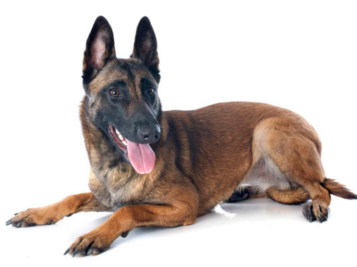Imagen de recurso, no es el perro enfermo.